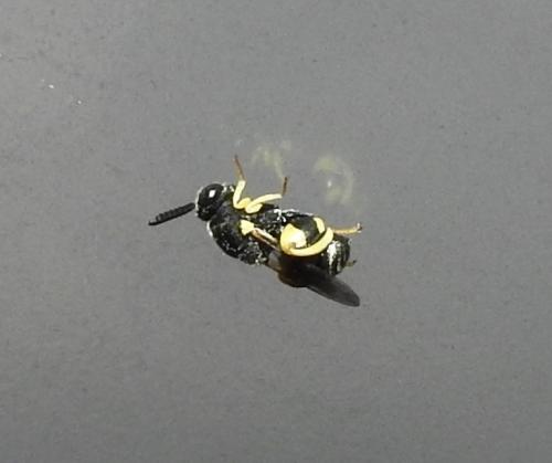 Brachymeria femorata